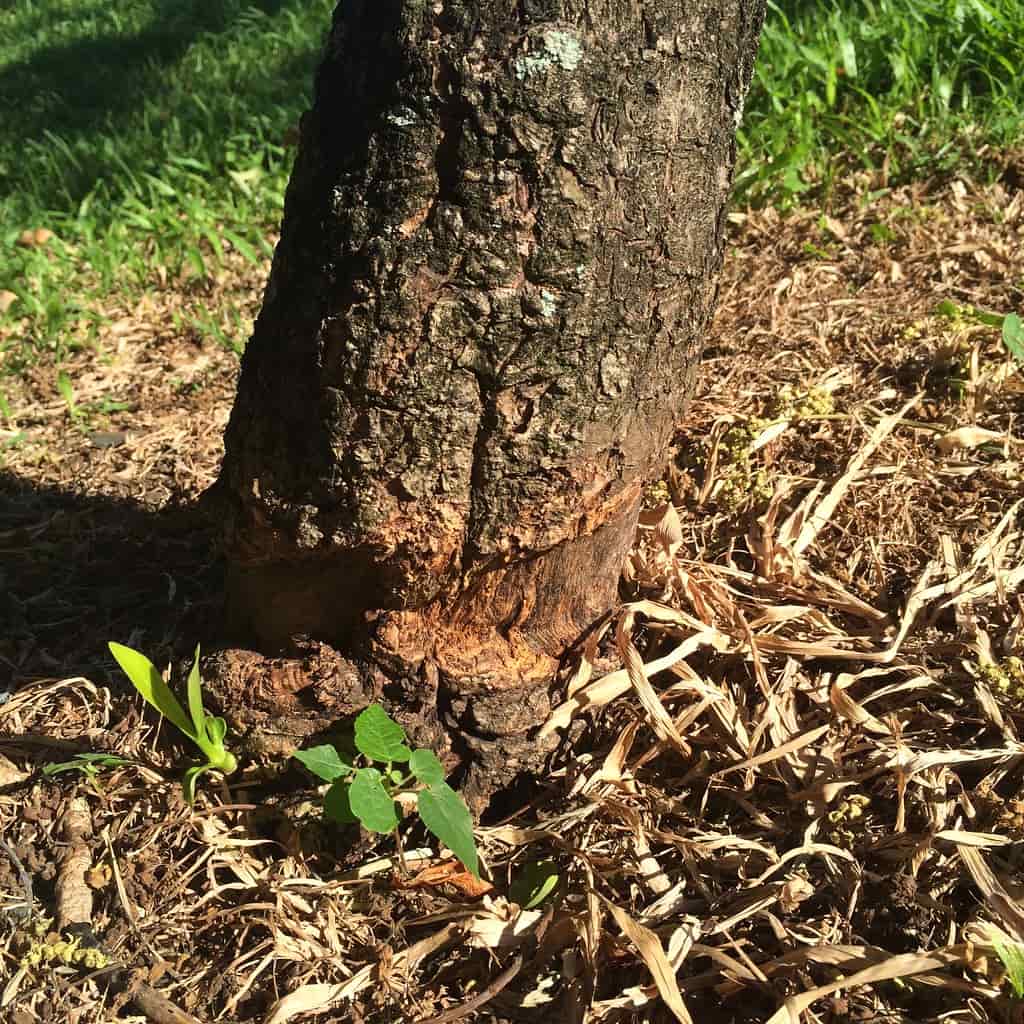 String trimmer cutting long grass